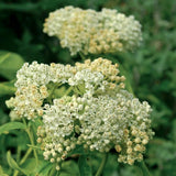 2 Mix Butterfly Milkweed Plants Live, Live Milkweed Plants, Asclepias Tuberosa Plant for Gardening, 5 to 7 Inc Tall