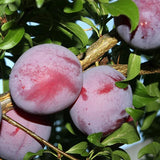 Santa Rosa Plum Tree Live Plant, 2-3 Feet Tall Bareroot, Santa Plum Plant Live for Planting, Rosa Plum Tree Plant