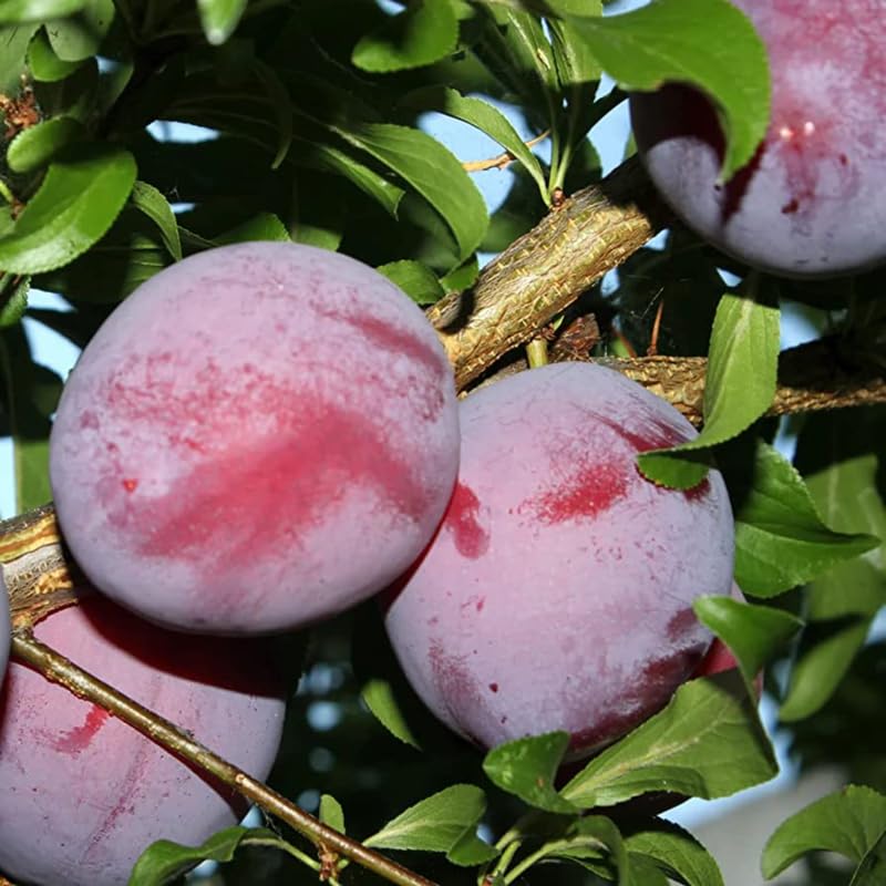 Santa Rosa Plum Tree Live Plant, 2-3 Feet Tall Bareroot, Santa Plum Plant Live for Planting, Rosa Plum Tree Plant