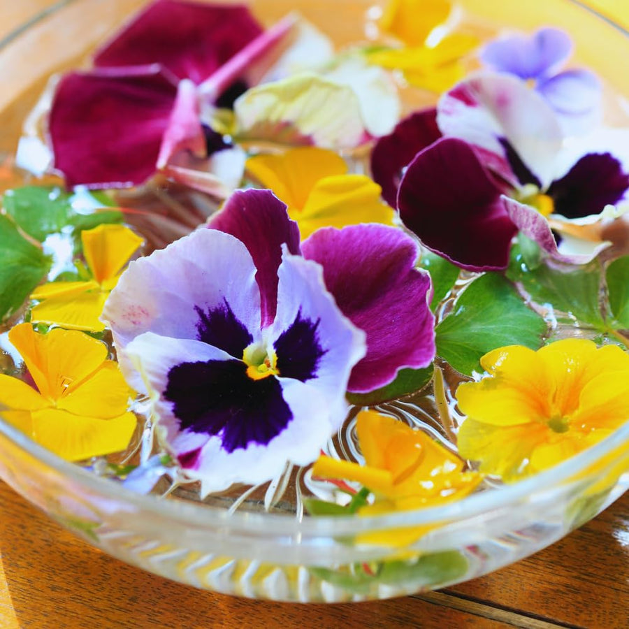 2 Mix Pansies Plants Live Potted, Pansy Plants Live, 4 to 6 Inc Tall