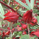 Set 50 Roselle Seeds, Roselle Hibiscus Seeds, Red Hibiscus for Outdoor Gardening