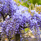 3 Purple Wisteria Trees Live Plants, Purple Wisteria Plant Live 6-12 Inch Tall, Wisteria Vine Live Plant, Wisteria Live Plant, Fragrant Wisteria Flowers, in Pots