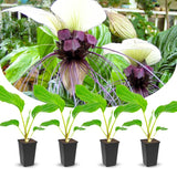 8"-14" Tropical White Bat Orchird Flower Plant Live, White Bat Tacca Chantrieri Houseplant, Indoor Outdoor Growing
