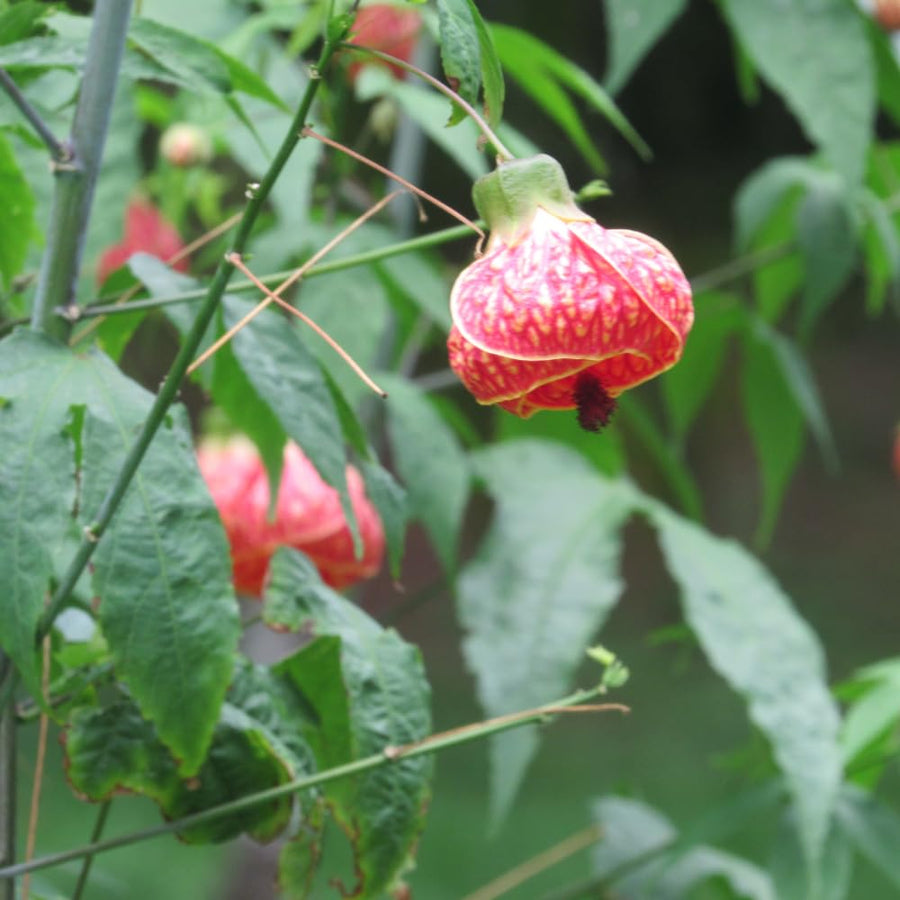 3 Abutilon Plants Live to Grow 5 to 9 Inch Tall, Lantern Abutilon Flowering Live Plants, Ornamental Abutilon Well Rooted Plug (Orange Abutilon Plants)