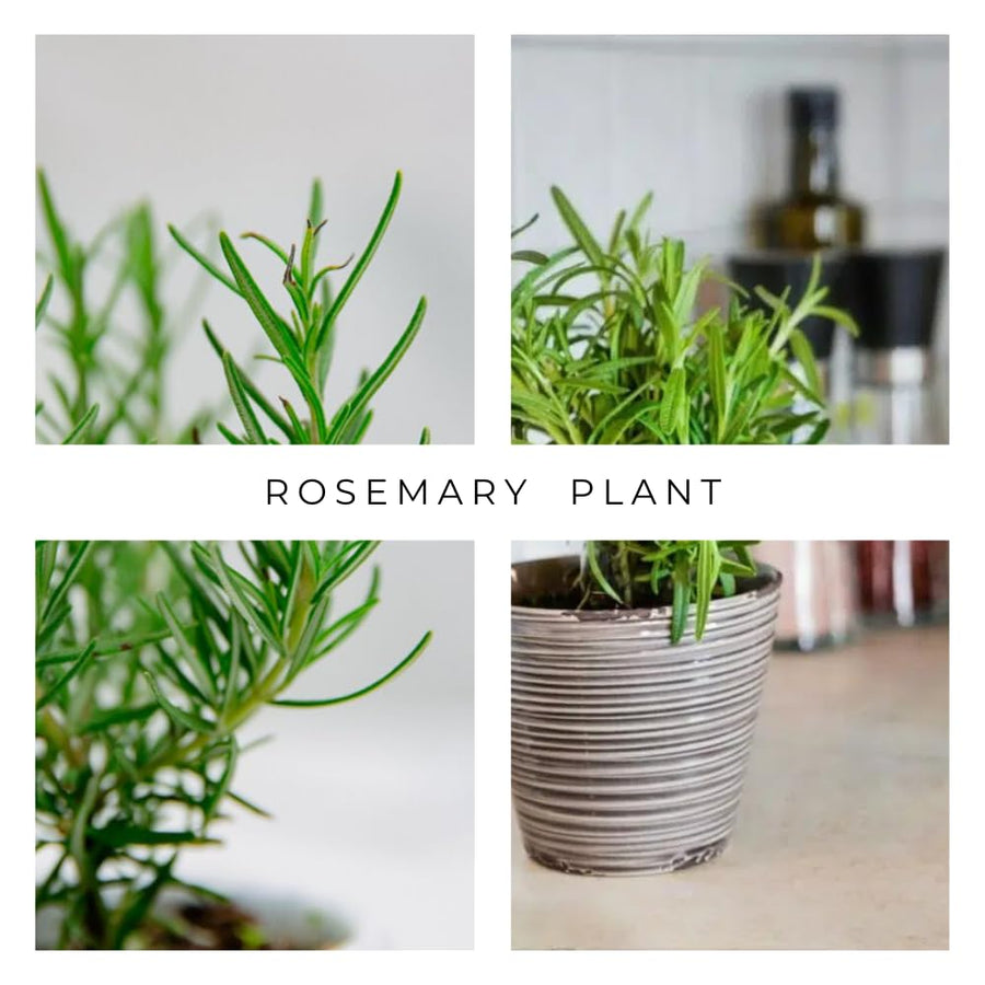 Indoor 10" Rosemary Plants Live in 4" Pot, Rosemary Bush for Indoors Outdoor Planting, Well-Rooted and Fragrant