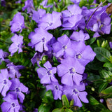 Set 50 Vinca Ground Cover Plants, Vinca Periwinkle Plants, 6-10 Inches Tall, Periwinkle Plant Live for Planting, Ideal for Indoor Outdoor Garden