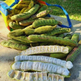 Ice Cream Bean Tree Live Plant, 8 to 11 Inc Tall, Ice Cream Bean Fruit Plant Live Pot Gardening Outdoor