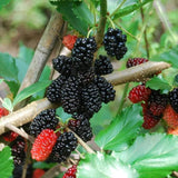 Black Beauty Mulberry Plant Live 2-3 Feet Tall, Black Mulberry Fruit Tree Live Plant, Sweet Mulberries Tree