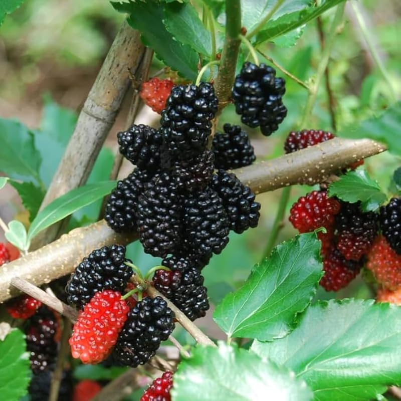 Black Beauty Mulberry Plant Live 2-3 Feet Tall, Black Mulberry Fruit Tree Live Plant, Sweet Mulberries Tree