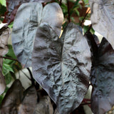 Combo 4 Mixed Colocasia Plants Live, Elephant Ear Caladium Esculenta Colocasia Plants, Pink, Red, Black Stems or Leaf, 4 to 8 Inc Tall