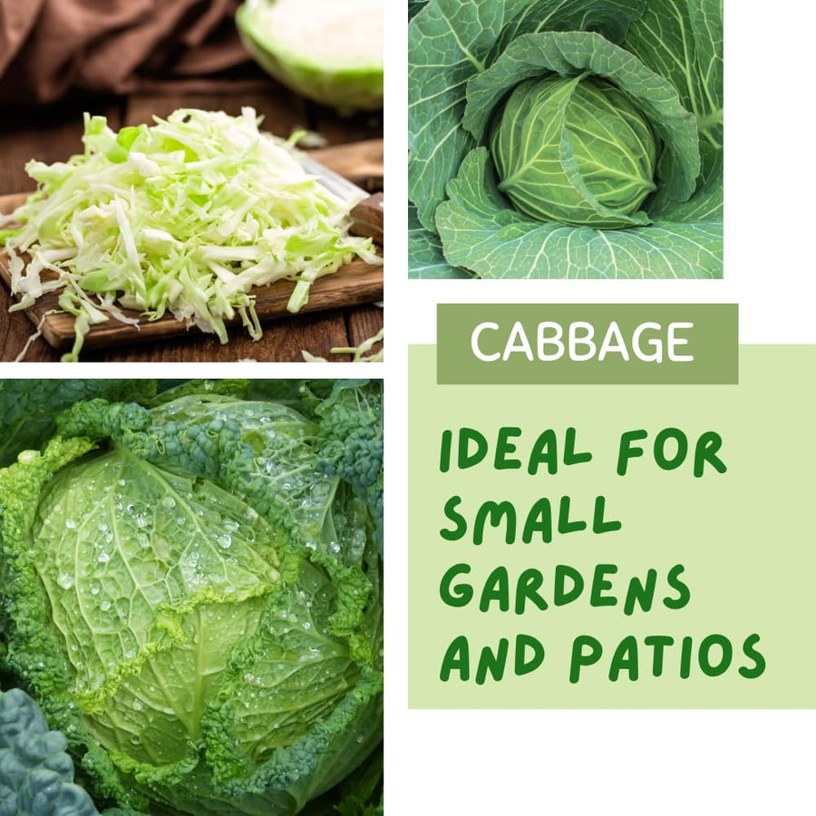 Pack of 1000 Cabbage Seeds for Planting, Cabbage Seeds, Easy Care Vegetable for Containers, Raised Beds and Outdoor Garden