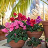 Mixed Cyclamen Live Plant in Pot, Hardy Cyclamen Plant Live Vibrant Blooms, in 4 Inc Pot, Indoor Flowering Houseplant for Year-Round Display