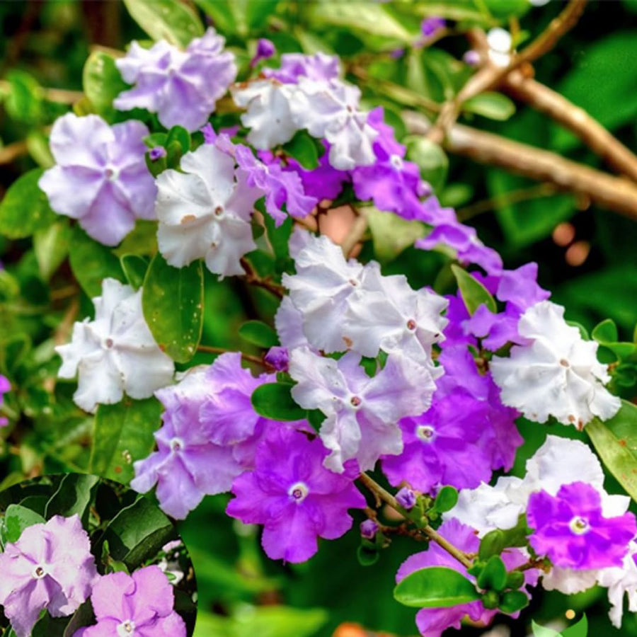 Brunfelsia Tree Live Plant, Yesterday Today Tomorrow Plant, Change Color Flower, Brunfelsia Bush Shrub for Bonsai in Garden, Spring Bloom