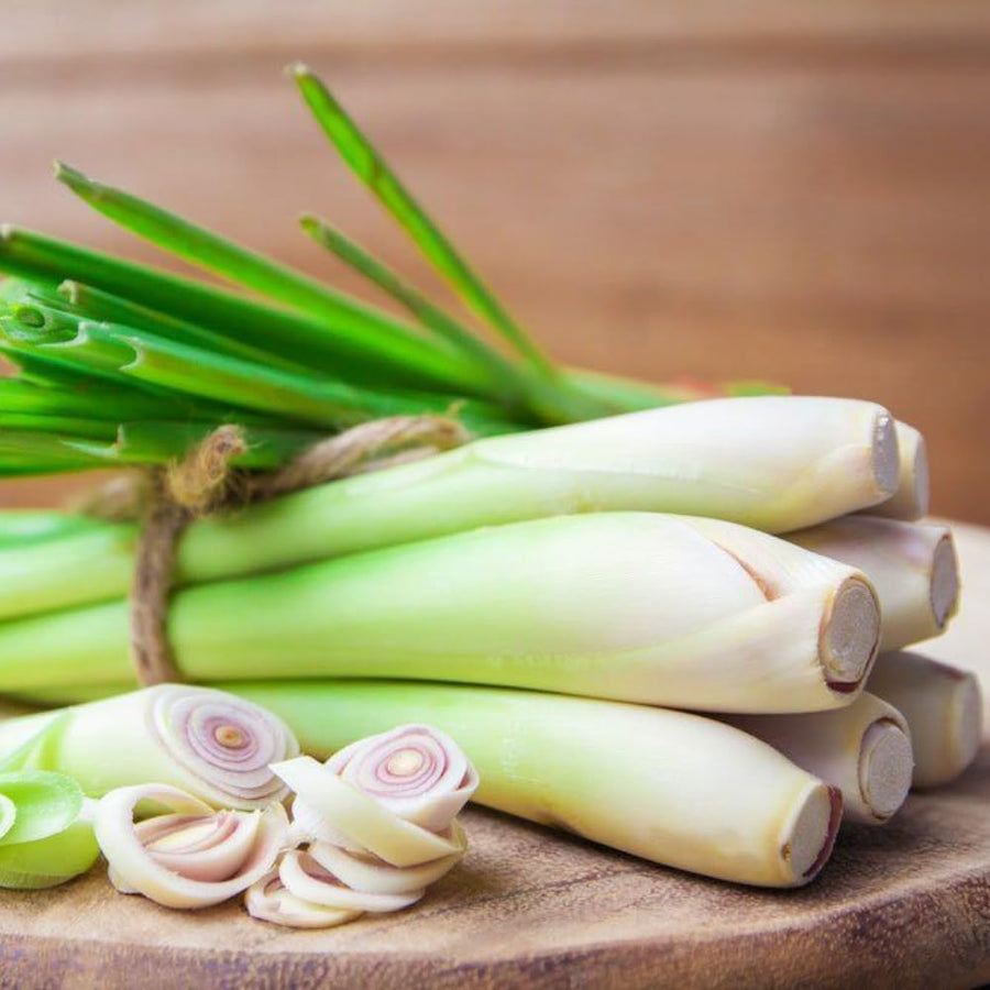 400 Lemongrass Seeds for Planting, Fragrant Lemon Grass Herb, Ideal for Outdoor Garden, Patio, Containers