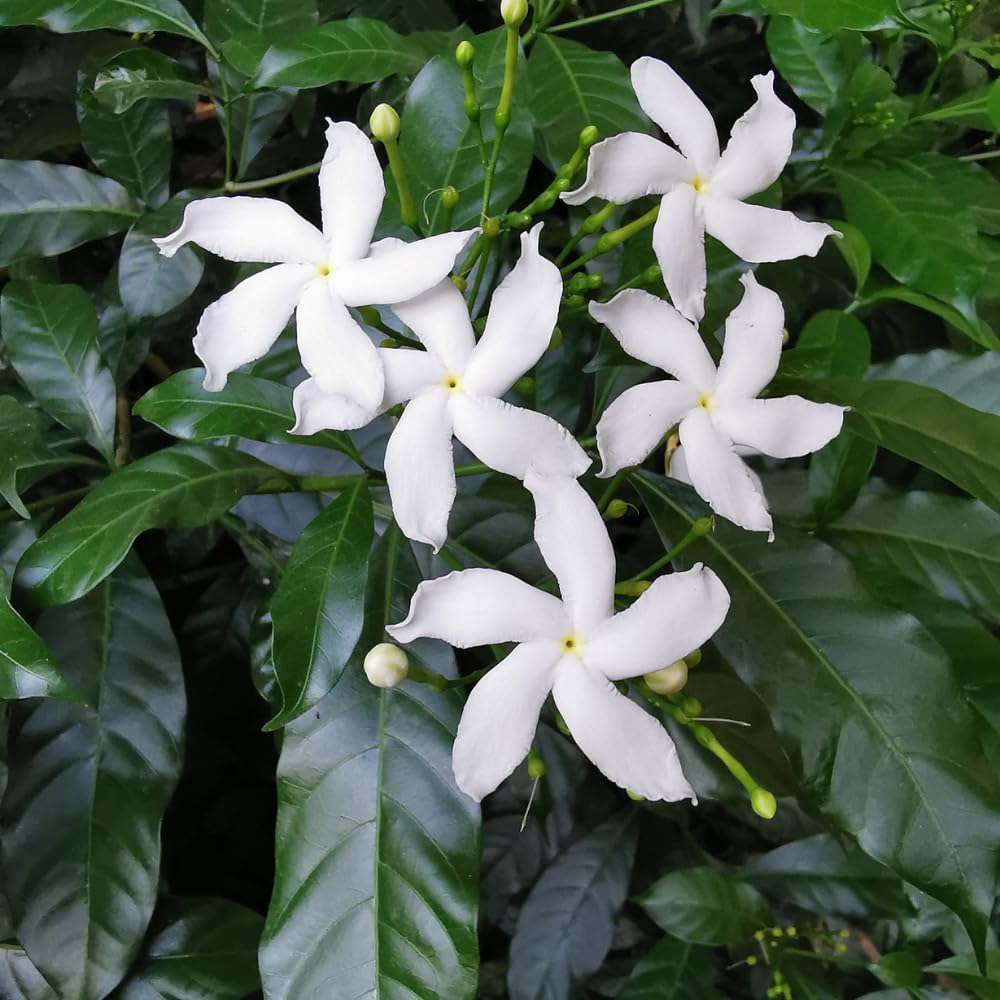 Crepe Jasmine Live Plant, Fragrant Climbing Jasmine Flowering Vine 8-14 Inch, Indoor Outddor Planting