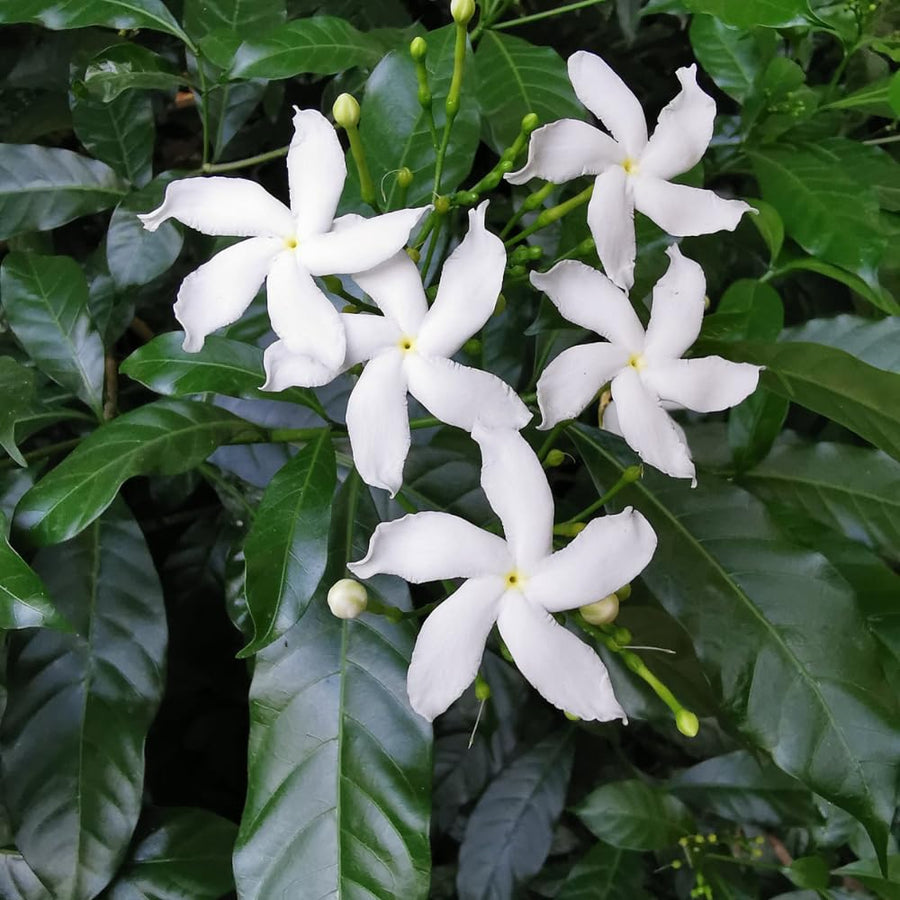 Crepe Jasmine Live Plant, Fragrant Climbing Jasmine Flowering Vine 8-14 Inch, Indoor Outddor Planting