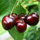 4 Black Cherry Plants Live 12-18 Inch Tall, Sweet Cherry Tree Live Plant, Cherry Live Plant Fruit Tree, Bareroot Dormant