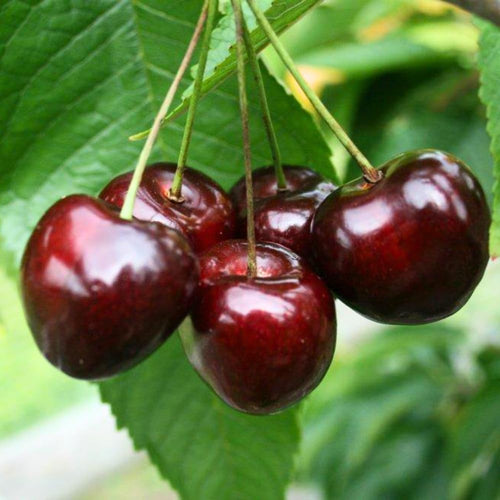 4 Black Cherry Plants Live 12-18 Inch Tall, Sweet Cherry Tree Live Plant, Cherry Live Plant Fruit Tree, Bareroot Dormant