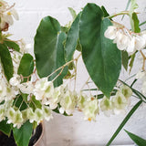 Begonia Plant Live 4" Pot, Colorful Foliage Begonia for Pot or Hanging Basket, Easy-Care Houseplant, Live Indoor Houseplant 6-8 Inch - Angel Wing