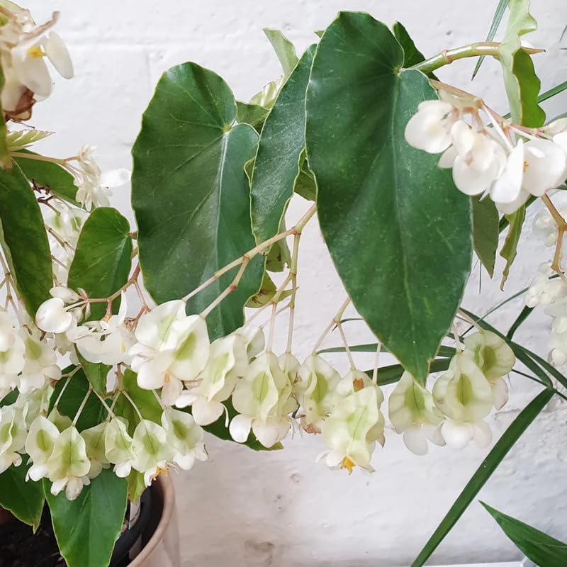 Begonia Plant Live 4" Pot, Colorful Foliage Begonia for Pot or Hanging Basket, Easy-Care Houseplant, Live Indoor Houseplant 6-8 Inch - Angel Wing