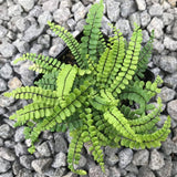 10 Maidenhair Fern Rhizomes, Hardy Perennial Fern Plants for Garden, Fast-Growing Ferns Starter Roots