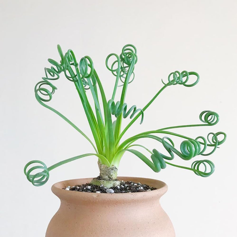 Albuca Spiralis Plant Live, Frizzle Sizzle Succulent Plants, Corkscrew Foliage Succulent in 3'' Pot, Easy-Care Indoor Outdoor Plant