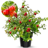 2 Years Old Surinam Cherry Tree Live Plant, Ready to Bear Fruit Cherry Tree, 2 Feet Tall, Edible, Cold Hardy, Outdoor Growing