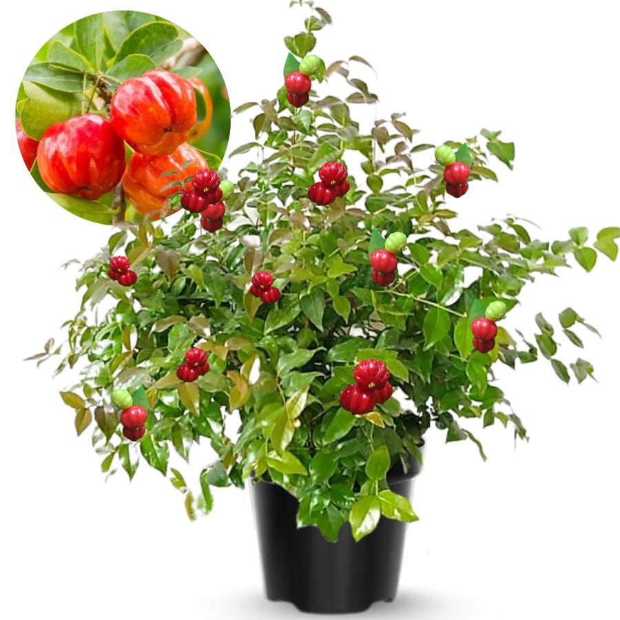 2 Years Old Surinam Cherry Tree Live Plant, Ready to Bear Fruit Cherry Tree, 2 Feet Tall, Edible, Cold Hardy, Outdoor Growing