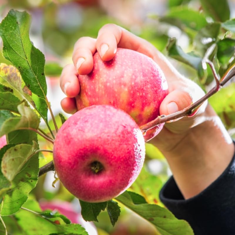 Cold Hardy Apple Tree Live Plant, Apple Fruit Plant Bare Root for Backyard Orchard, 2 to 3 Feet Tall, Easy to Plant