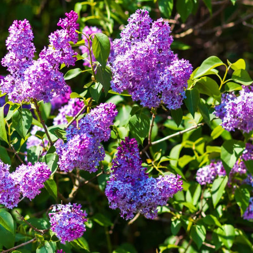 1 Purple Lilac Tree Live Plant, 14-20 Inch Tall, Fully Rooted with Soil, in Pot, Reblooming Lilac Plant Live for Planting Your Garden