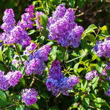 1 Purple Lilac Tree Live Plant, Reblooming Lilac Plant Live for Planting Indoor Outdoors 14-20 Inch Tall, Fully Rooted in Soil, Come in Pot
