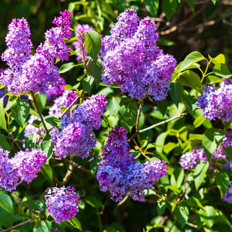 1 Purple Lilac Tree Live Plant, Reblooming Lilac Plant Live for Planting Indoor Outdoors 14-20 Inch Tall, Fully Rooted in Soil, Come in Pot