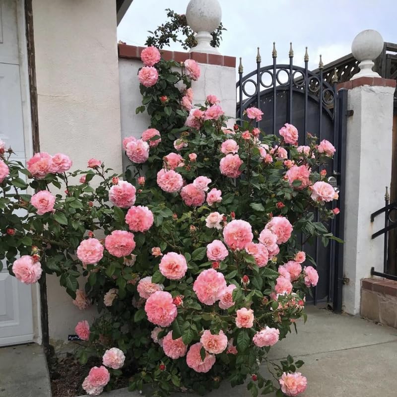Pink Climbing Roses Live Plants 7 Months Old, Rose Bushes Ready to Plant 5-9" Tall, Very Fragrant, Can Grow As Climber or Bush Tree or Trellises, Walls, Fences