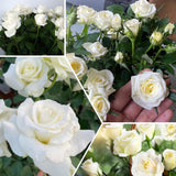 Miniature Rose Plant, Live 3” Potted Rose, Compact, Colorful Flowering Rose Bush for Indoor Outdoor Gardens (White)