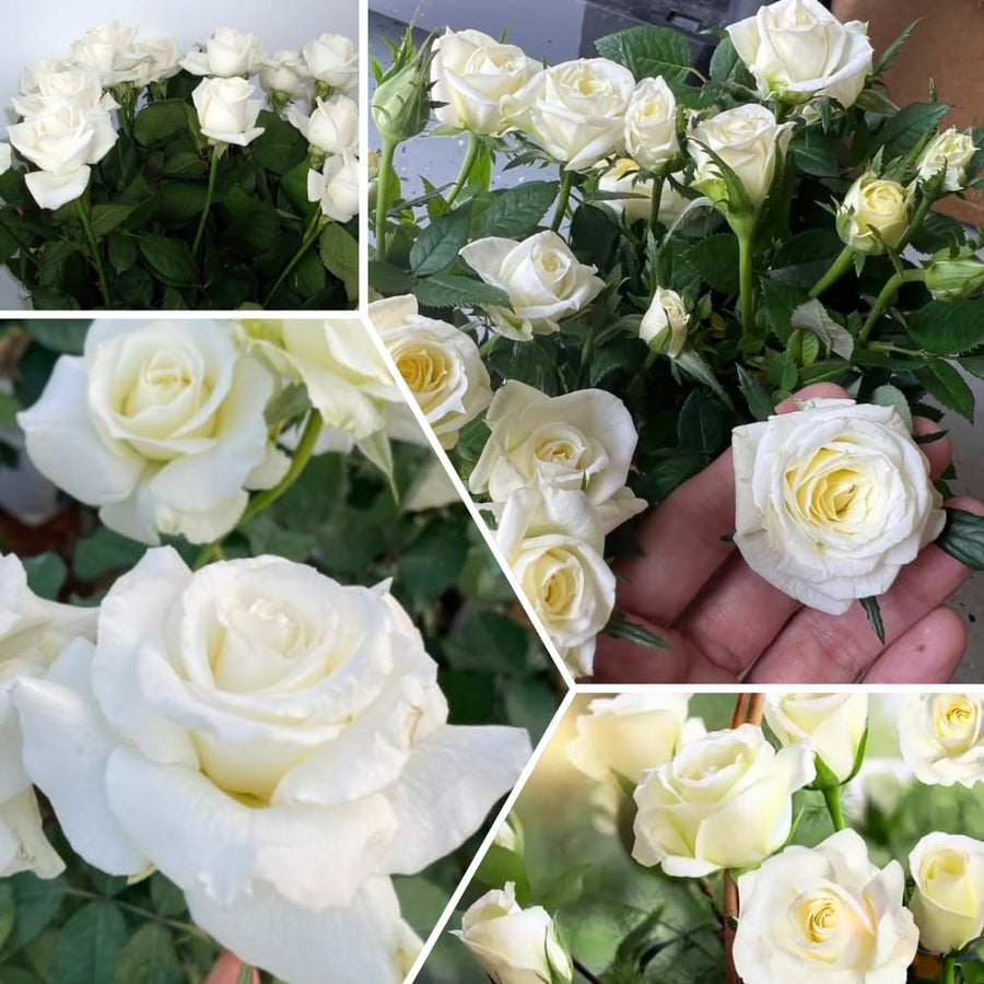 Miniature Rose Plant, Live 3” Potted Rose, Compact, Colorful Flowering Rose Bush for Indoor Outdoor Gardens (White)