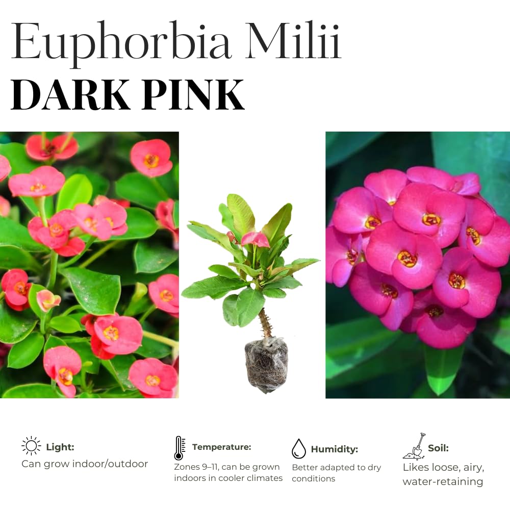 Euphorbia Milii Live Plant, Crown of Thorns Live Plant, Mix Flower Houseplant, 5-8 Inc Tall, Cold Hardy (Pink)