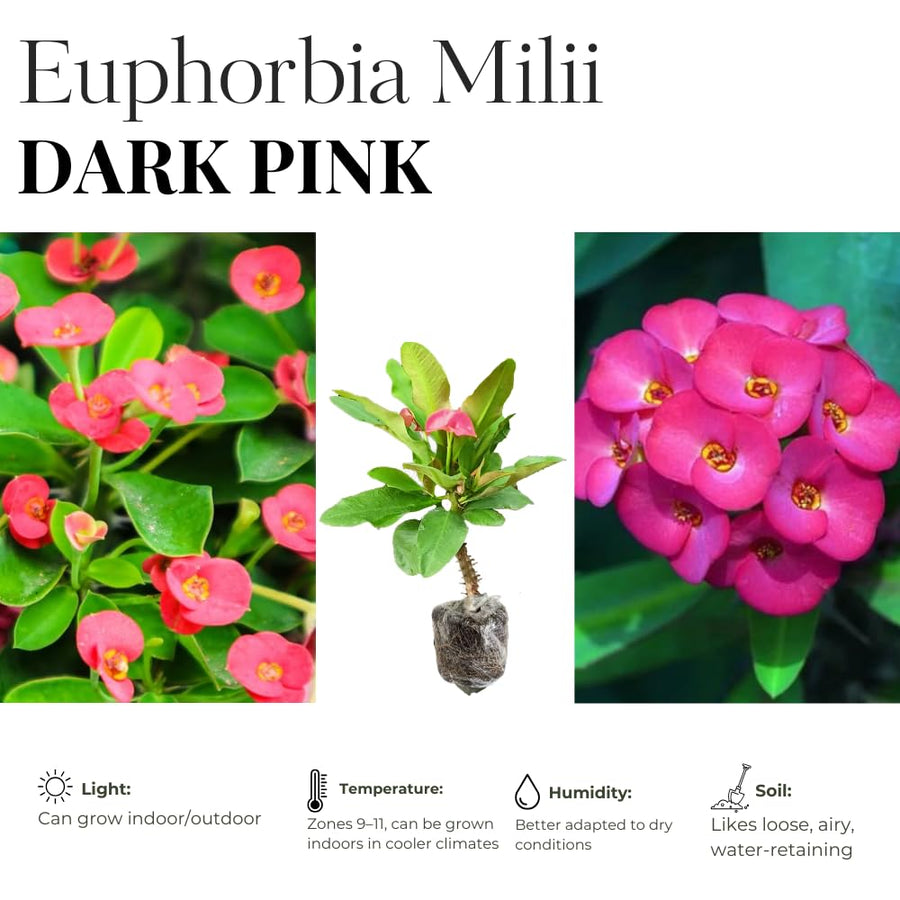 Euphorbia Milii Live Plant, Crown of Thorns Live Plant, Mix Flower Houseplant, 5-8 Inc Tall, Cold Hardy (Pink)
