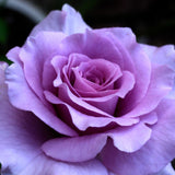 Purple Climbing Rose Live Plant, Fragrant Rose Bush Ready to Plants, Zone 5 to 9, Size 5 to 7 Inches and Bare Root