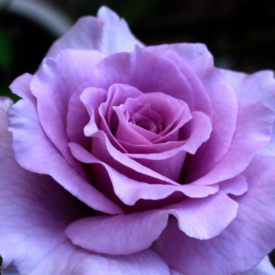 Purple Climbing Rose Live Plant, Fragrant Rose Bush Ready to Plants, Zone 5 to 9, Size 5 to 7 Inches and Bare Root