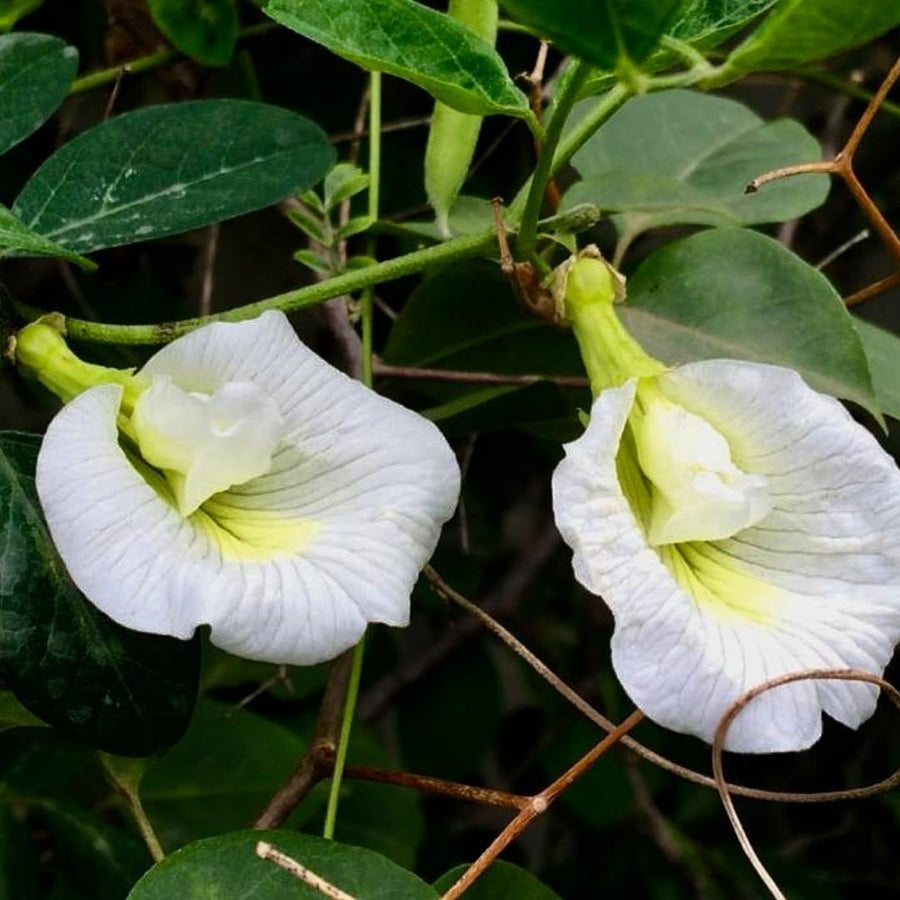 White Butterfly Pea Plant Live, 6 to 10 Inc Long Butterfly Flower Vine Plant Live Growing, 4 Inc Potted (Clitoria ternatea)