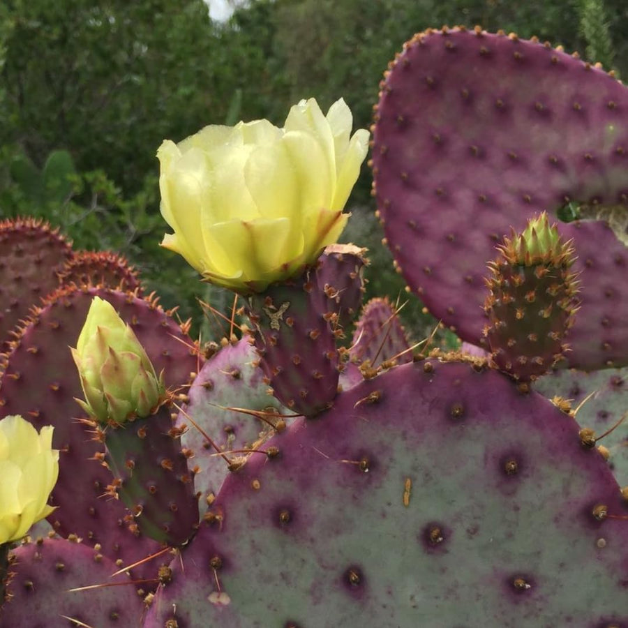 Live Purple Prickly Pear Cactus Plant, Cold Hardy Prickly Pear Succulent, 6-8 Inches Tall, for Outdoor or Container Growing
