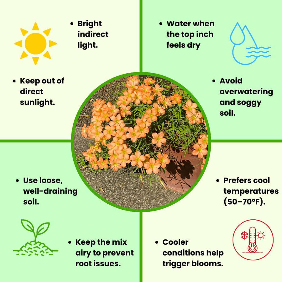 Oxalis Plant Live, Shamrock Spring Flower, 4 Inc Pot, Ornamental Oxalis Plant Live for Indoor Outdoor Garden, 4-8'' Tall (Orange)