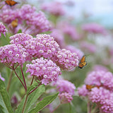 75 Pink Milkweed Seeds for Planting, Milkweed Flower Seed