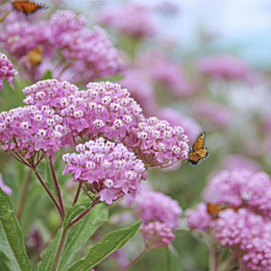 75 Pink Milkweed Seeds for Planting, Milkweed Flower Seed