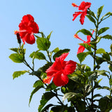 Red Hibiscus Plant Live, Hardy Hibiscus Plants Live 5-7 Inches Tall, Vibrant Blooming Flower, Well-Rooted Plant for Home Garden Indoor Outdoor
