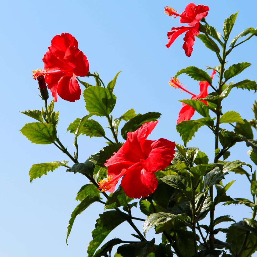 Red Hibiscus Plant Live, Hardy Hibiscus Plants Live 5-7 Inches Tall, Vibrant Blooming Flower, Well-Rooted Plant for Home Garden Indoor Outdoor
