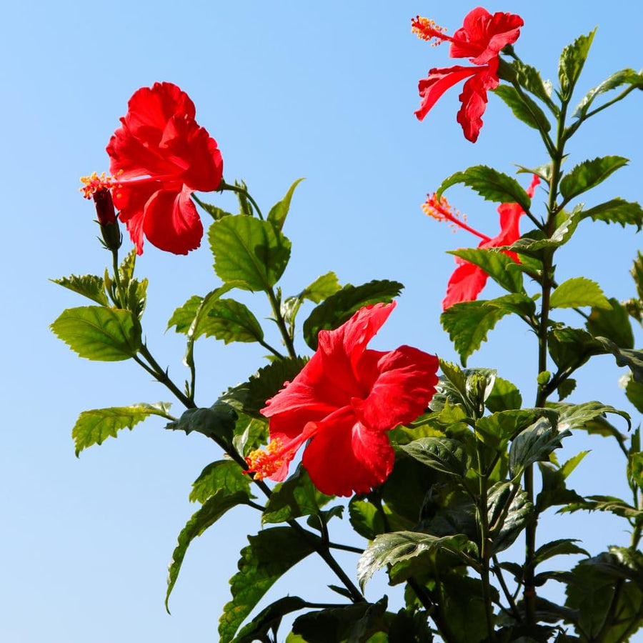 Red Hibiscus Plant Live, Hardy Hibiscus Plants Live 5-7 Inches Tall, Vibrant Blooming Flower, Well-Rooted Plant for Home Garden Indoor Outdoor