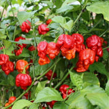 Set 2 Carolina Reaper Pepper Plants Live, 90 Days Old Pepper, World Hottest Pepper Plants, No Pot