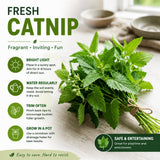 Pack of 4 Catnip Plants Live, Catnip Live Plants, 4-6 Inc Tall, Fragrant Herb Plant for Indoor Outdoor Containers and Herb Gardens
