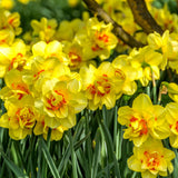 Pack of 10 Daffodil Bulbs, Mixed Daffodils, Hardy Spring Flower Bulbs for Outdoor Garden
